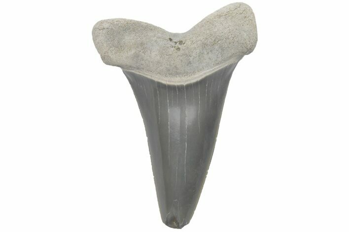 Fossil Mako Tooth - Lee Creek (Aurora), NC #220188